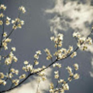 Meet your Posher, Coco